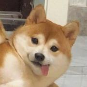 小叫花子的个人资料头像