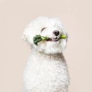pubdreamcc的个人资料头像