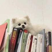 十三月的星期八的个人资料头像