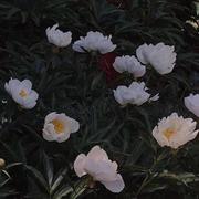 等一朵花开_的个人资料头像